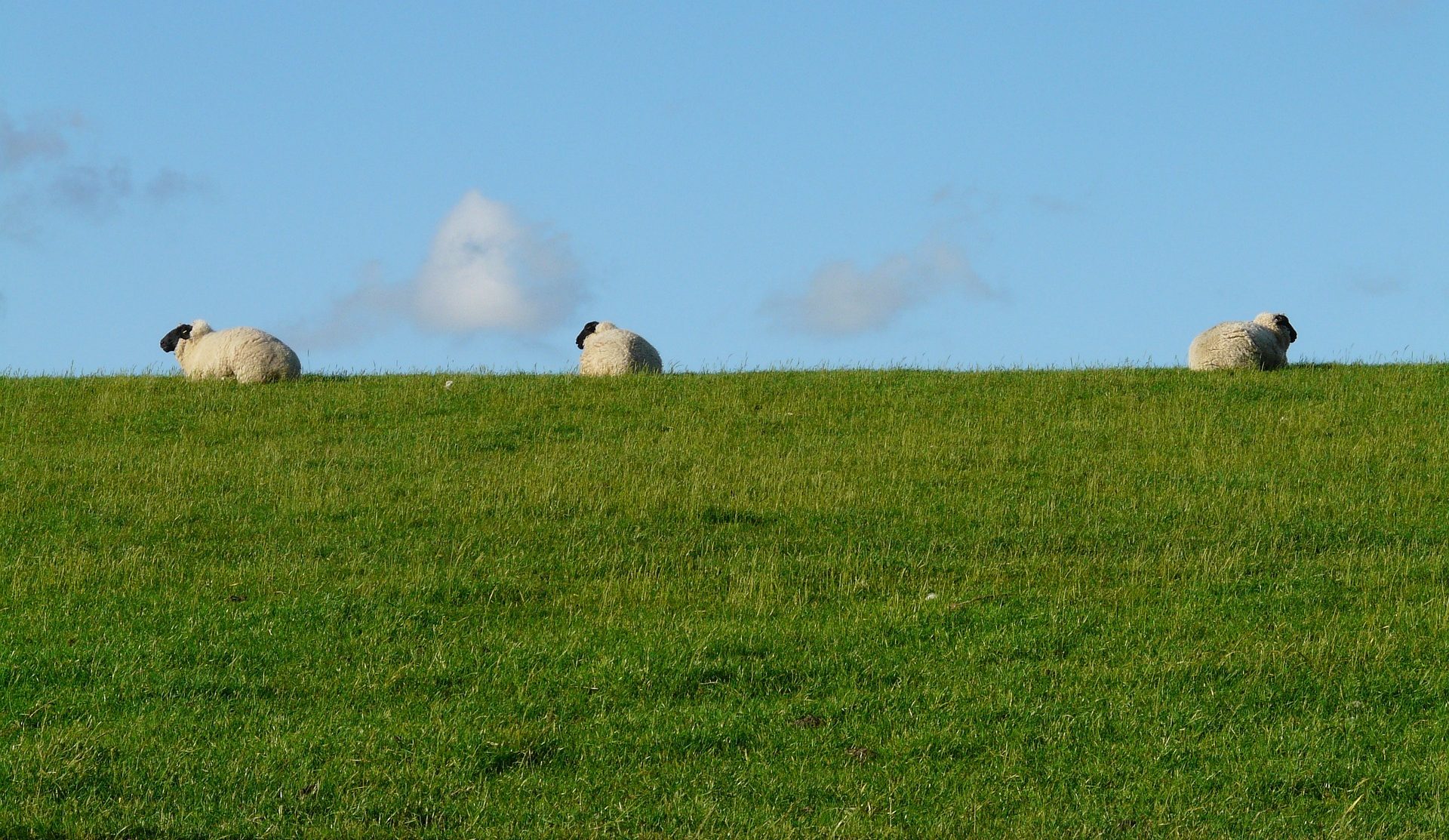 sheep-57735_1920_Hans-e1697466633607